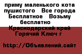 приму маленького кота пушистого - Все города Бесплатное » Возьму бесплатно   . Краснодарский край,Горячий Ключ г.